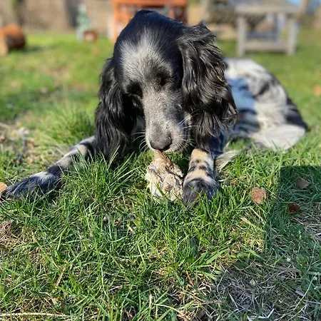 Appartamento Wundervolle Im Elbhang Von Loschwitz *