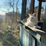 Wundervolle Im Elbhang Von Loschwitz Dresden