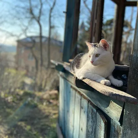 Wundervolle Im Elbhang Von Loschwitz Dresden