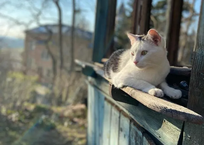 Wundervolle Im Elbhang Von Loschwitz Dresden