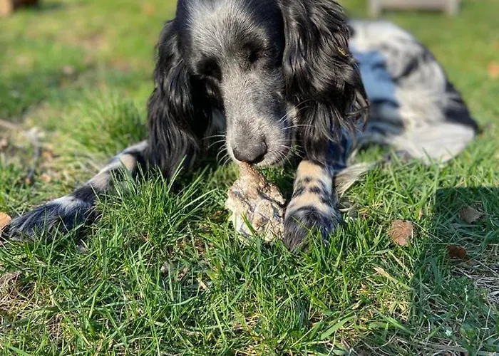 Lejlighed Wundervolle Im Elbhang Von Loschwitz *